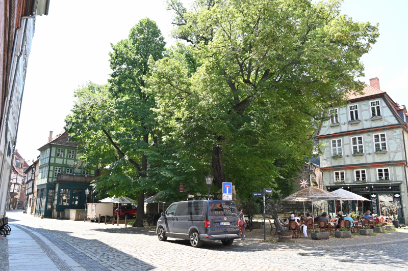 Gastronomie unter Bäumen an der Marktkirche